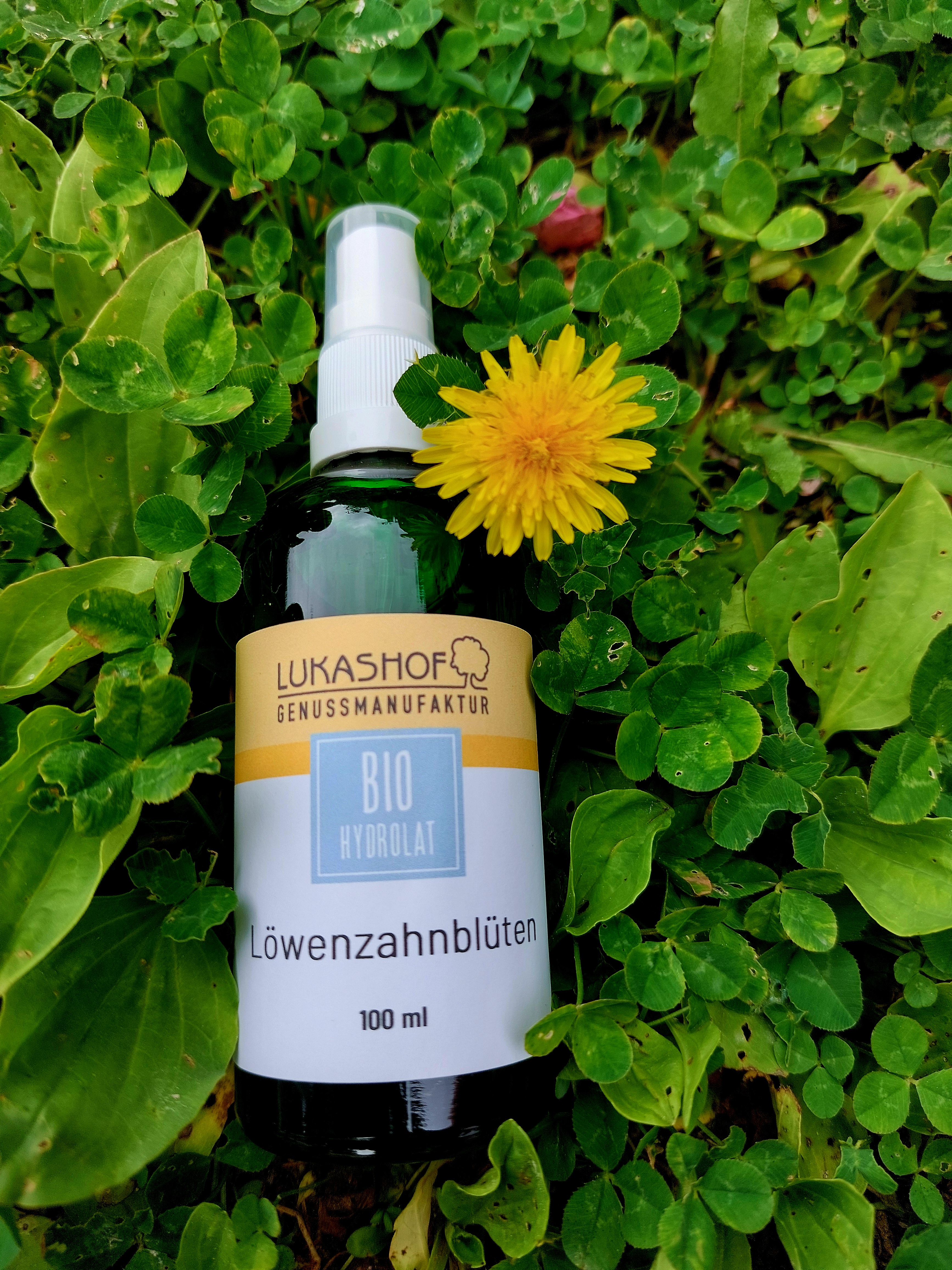 Löwenzahnblüten Hydrolat Bio