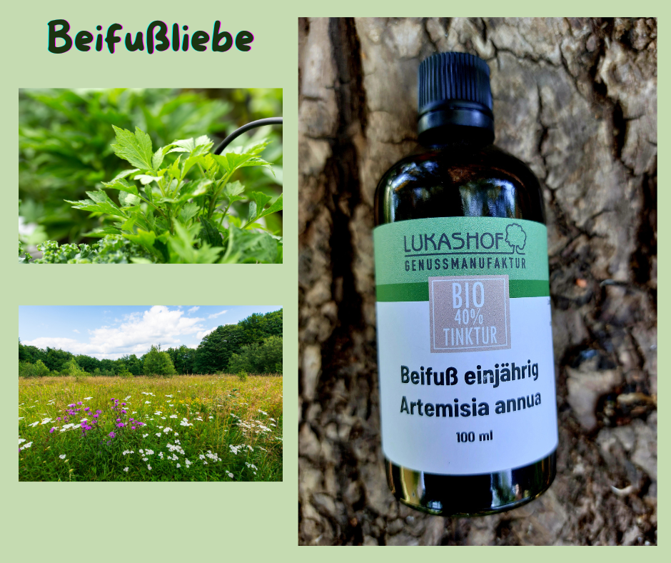 Beifuliebe4