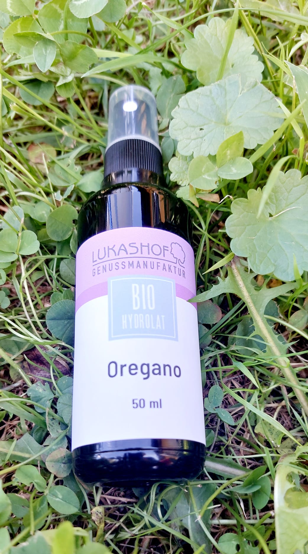 Oregano-Hydrolat Bio