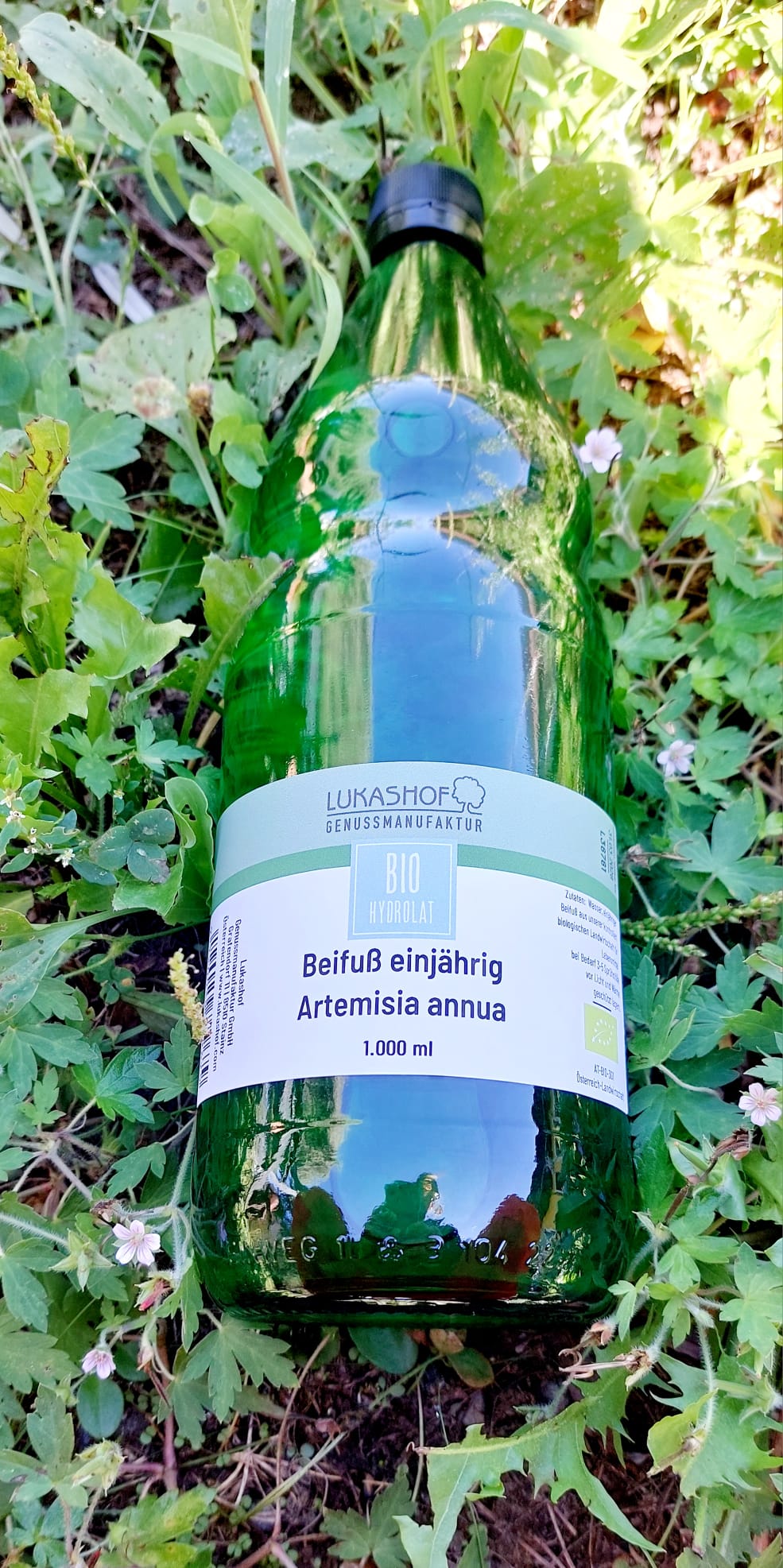 einjähriger Beifuß Hydrolat Bio Artemisia annua